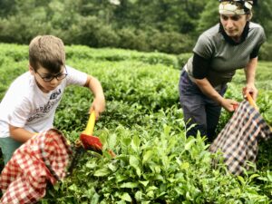 kids harvesting tea workshop